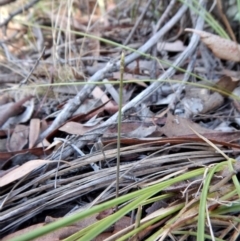 Corunastylis clivicola at Belconnen, ACT - 14 Mar 2017