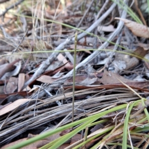 Corunastylis clivicola at Belconnen, ACT - 14 Mar 2017