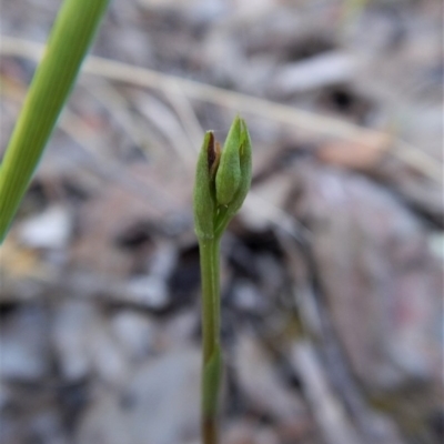 Speculantha rubescens (Blushing Tiny Greenhood) at Point 4081 - 13 Mar 2017 by CathB