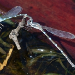 Austrolestes leda (Wandering Ringtail) at Sutton, NSW - 13 Mar 2017 by CedricBear