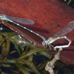 Austrolestes leda at Sutton, NSW - 13 Mar 2017