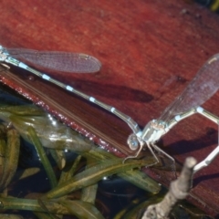 Austrolestes leda at Sutton, NSW - 13 Mar 2017