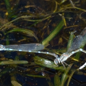 Austrolestes leda at Sutton, NSW - 13 Mar 2017