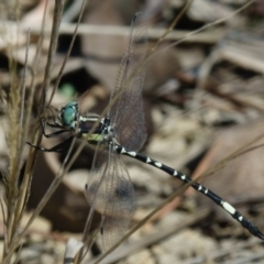 Parasynthemis regina (Royal Tigertail) at Sutton, NSW - 13 Mar 2017 by CedricBear