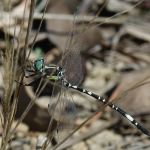 Parasynthemis regina at Sutton, NSW - 13 Mar 2017 02:43 PM