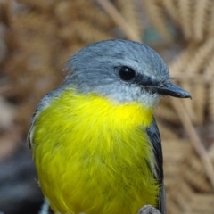 Eopsaltria australis (Eastern Yellow Robin) at Paddys River, ACT - 3 Mar 2017 by roymcd