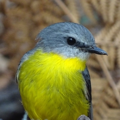 Eopsaltria australis (Eastern Yellow Robin) at Paddys River, ACT - 3 Mar 2017 by roymcd