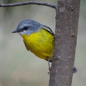 Eopsaltria australis at Paddys River, ACT - 3 Mar 2017 09:14 AM