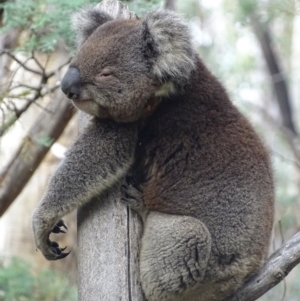 Phascolarctos cinereus at Paddys River, ACT - suppressed