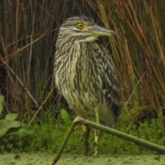 Nycticorax caledonicus (Nankeen Night-Heron) at Bruce Ridge to Gossan Hill - 14 Mar 2017 by JohnBundock