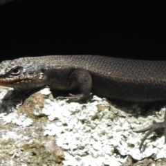 Egernia saxatilis (Black Rock Skink) at Tennent, ACT - 13 Mar 2017 by JohnBundock