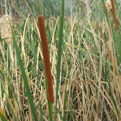 Typha sp. (Cumbungi) at O'Malley, ACT - 13 Mar 2017 by Mike