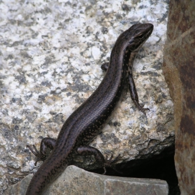 Eulamprus tympanum (Southern Water Skink) at Cotter River, ACT - 13 Mar 2017 by MatthewFrawley