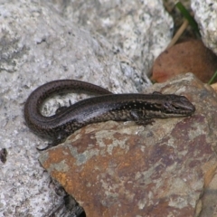 Eulamprus tympanum at Cotter River, ACT - 13 Mar 2017