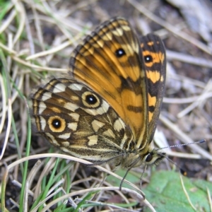 Oreixenica orichora at Cotter River, ACT - 13 Mar 2017