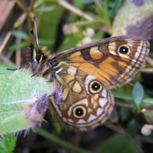 Oreixenica latialis at Cotter River, ACT - suppressed