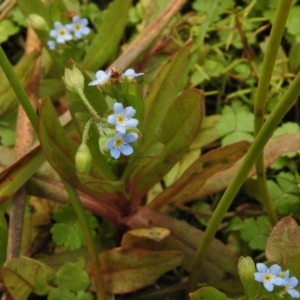 Myosotis laxa subsp. caespitosa at Mount Clear, ACT - 9 Mar 2017