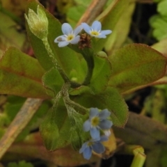 Myosotis laxa subsp. caespitosa at Mount Clear, ACT - 9 Mar 2017