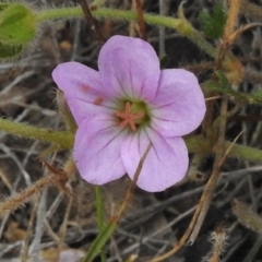 Geranium solanderi (Native Geranium) at Mount Clear, ACT - 8 Mar 2017 by JohnBundock