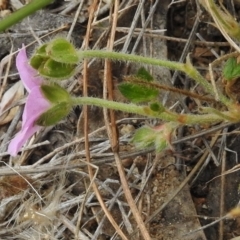 Geranium solanderi at Mount Clear, ACT - 9 Mar 2017