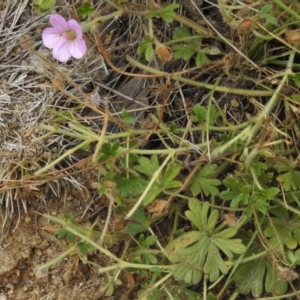 Geranium solanderi at Mount Clear, ACT - 9 Mar 2017