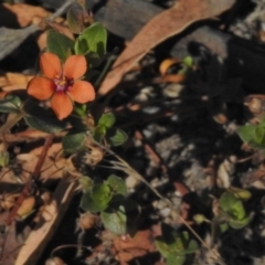 Lysimachia arvensis (Scarlet Pimpernel) at Mount Clear, ACT - 9 Mar 2017 by JohnBundock