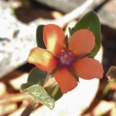 Lysimachia arvensis at Mount Clear, ACT - 9 Mar 2017