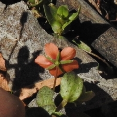 Lysimachia arvensis at Mount Clear, ACT - 9 Mar 2017