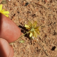 Picris angustifolia at Mount Clear, ACT - 9 Mar 2017 04:02 PM