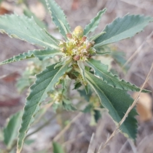 Euphorbia davidii at Jerrabomberra, ACT - 15 Mar 2017