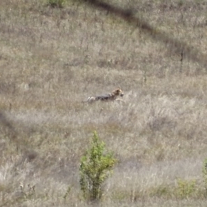 Canis lupus at Rendezvous Creek, ACT - 10 Mar 2017 01:01 PM