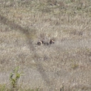 Canis lupus at Rendezvous Creek, ACT - 10 Mar 2017 01:01 PM