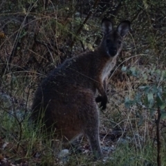 Notamacropus rufogriseus (Red-necked Wallaby) at Garran, ACT - 14 Mar 2017 by roymcd