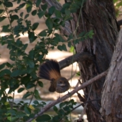 Rhipidura rufifrons (Rufous Fantail) at Lyneham, ACT - 12 Mar 2017 by Collyology
