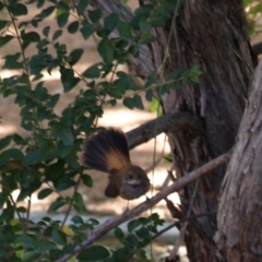 Rhipidura rufifrons (Rufous Fantail) at Lyneham, ACT - 11 Mar 2017 by Collyology