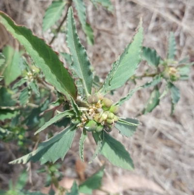 Euphorbia davidii (David's Spurge) at Isaacs, ACT - 15 Mar 2017 by Mike