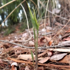 Diplodium ampliatum at Cook, ACT - 15 Mar 2017