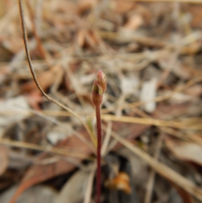 Eriochilus cucullatus (Parson's Bands) at Cook, ACT - 15 Mar 2017 by CathB