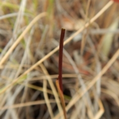 Corunastylis clivicola at Cook, ACT - 15 Mar 2017