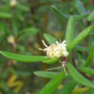 Persoonia subvelutina at Cotter River, ACT - 13 Mar 2017