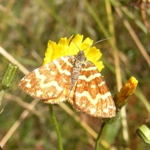 Chrysolarentia chrysocyma at Cotter River, ACT - 13 Mar 2017