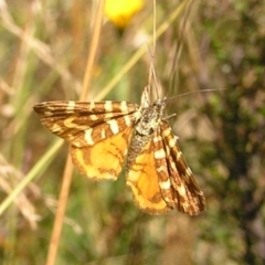 Chrysolarentia chrysocyma at Cotter River, ACT - 13 Mar 2017