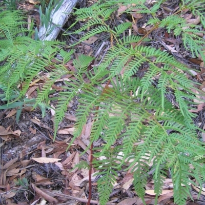 Pteridium esculentum (Bracken) at Namadgi National Park - 13 Mar 2017 by MatthewFrawley