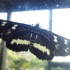 Cruria synopla (Forest Day-moth) at Barragga Bay, NSW - 15 Mar 2017 by narelle