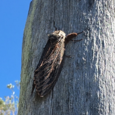 Endoxyla encalypti (Wattle Goat Moth) at Tathra, NSW - 29 Jan 2017 by alirodway