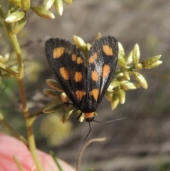 Asura cervicalis (Spotted Lichen Moth) at Tralee, NSW - 17 Feb 2016 by michaelb