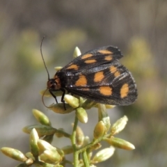 Asura cervicalis at Tralee, NSW - 17 Feb 2016