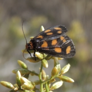 Asura cervicalis at Tralee, NSW - 17 Feb 2016