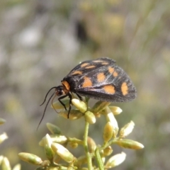 Asura cervicalis at Tralee, NSW - 17 Feb 2016