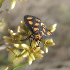 Asura cervicalis at Tralee, NSW - 17 Feb 2016